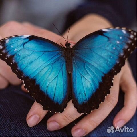 Живые бабочки в Казани объявление продам