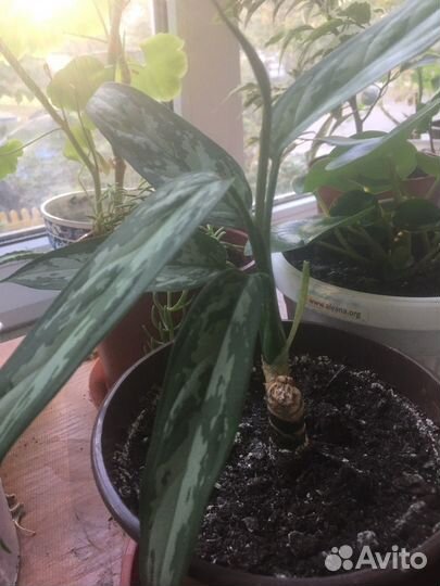 Аихризон и др