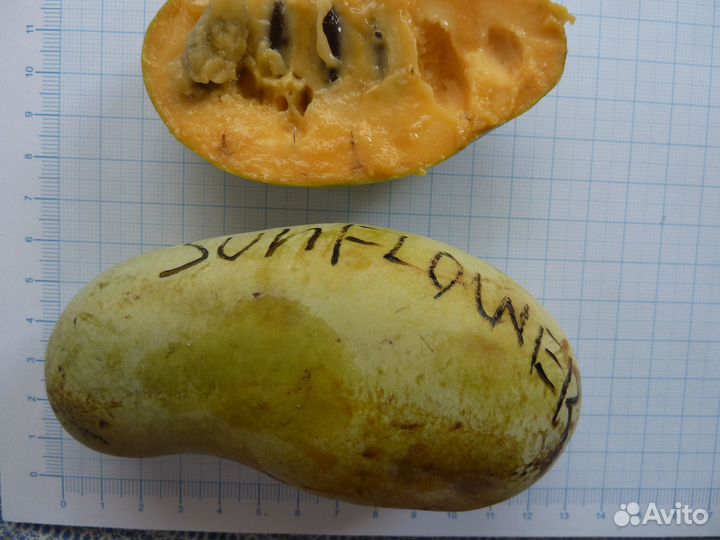 Сортовые семена азимины