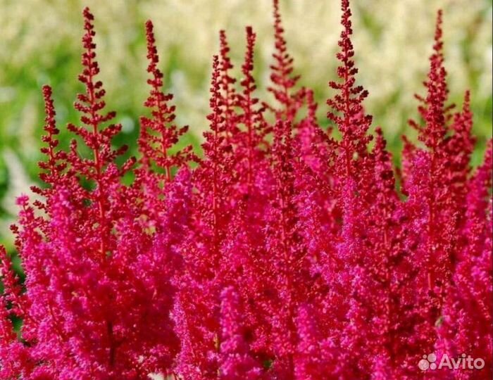 Астильба Hot Pearls (Хот Перлз)