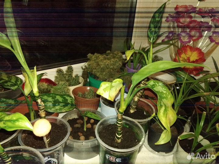 Отростки Пандануса,Аглаонемы,Кактуса,Традесканции