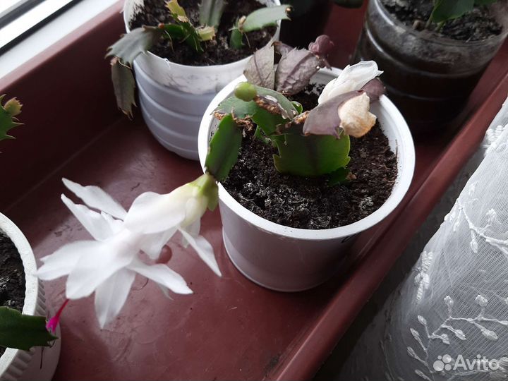 Декабрист шлюмбергера