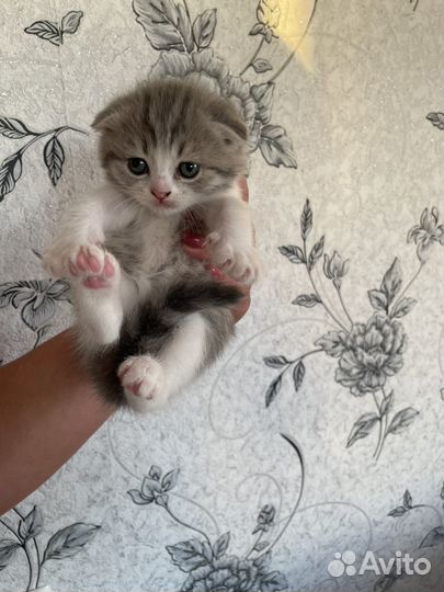 Британская кошка