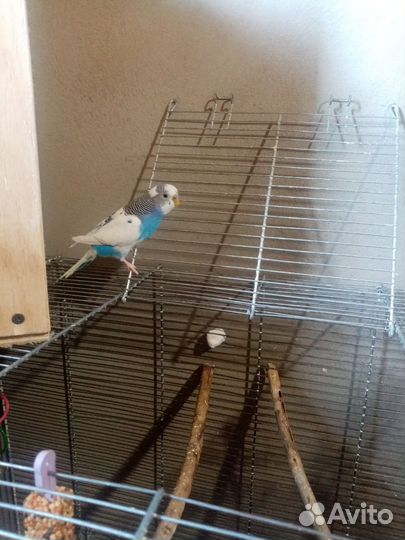 Попугаи с клеткой