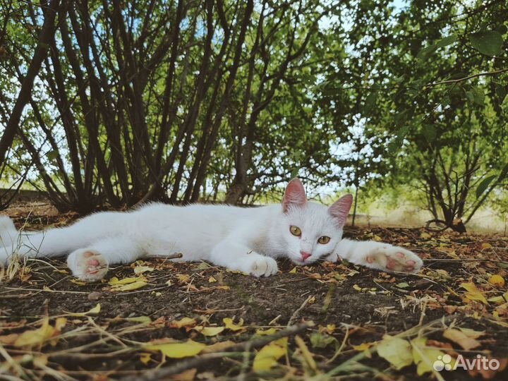 Кошка в дар