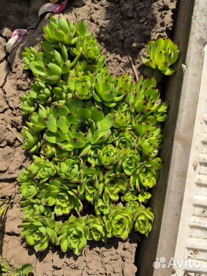 Молодило каменная роза