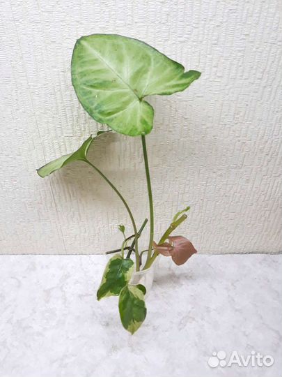 Сингониумы (Баттерфляй, Регина Ред) и Н-Джой