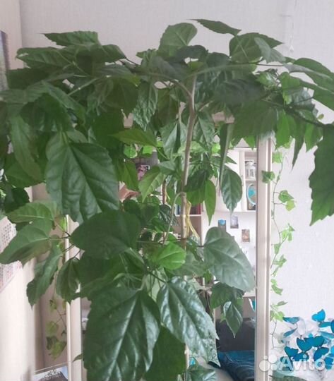 Китайская шикарная роза