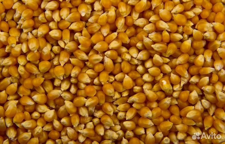 Горох, Кормовой овёс на корм/посев