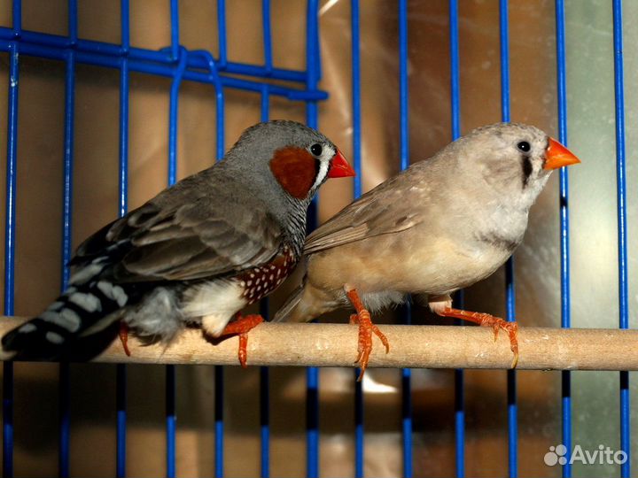 Кореллы,волнистые,амадины,ожереловые от заводчика
