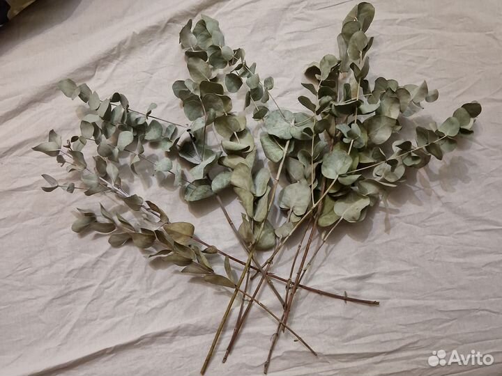 Букет из эвкалипта сухоцвет