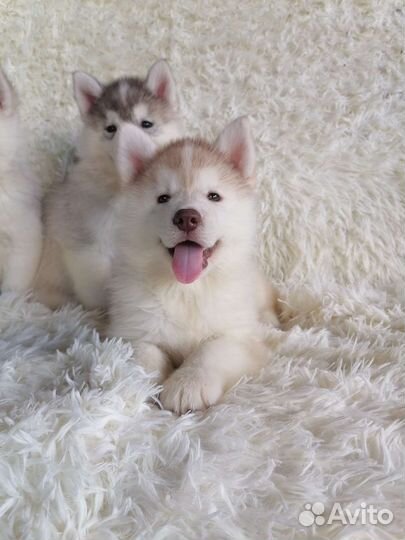 Щенки хаски