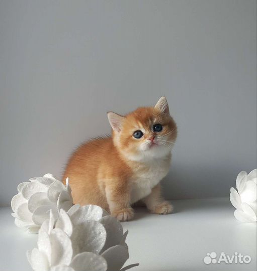 Британская золотая шиншилла