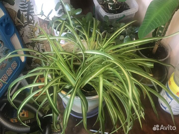 Диффенбахия крассула хлорофитум