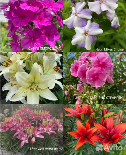 Многолетние цветы для Вашего сада