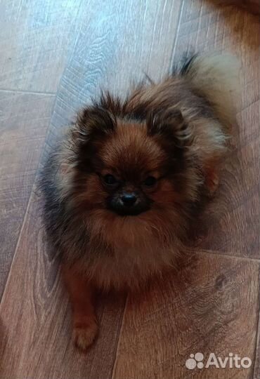 Щенок померанского шпица Супер микро