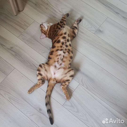 Бенгальский кот вязка