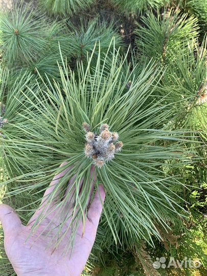 Крымская сосна