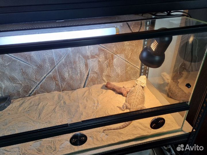 Агамы малыши с комплектом для содержания