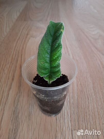 Комнатные растения в ассортименте