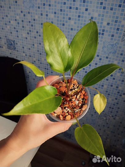 Антуриум вариегатный