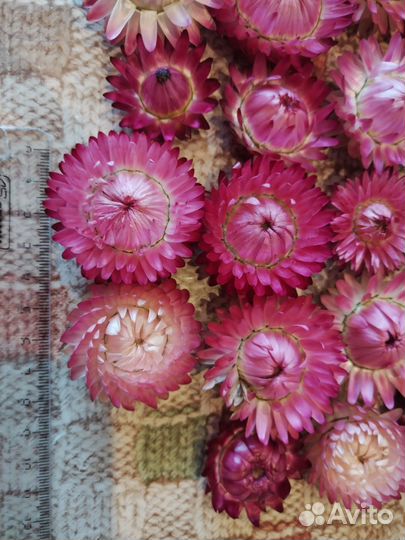 Для творчества сухоцветы, гелихризиум