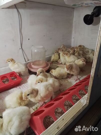 Индюшата биг-6