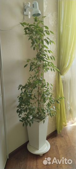 Фикус бенджамина