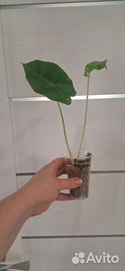 Алоказия Сильвер Фезерс (Серебряные Перья)