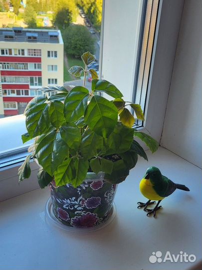 Циссус ромболистный (берёзка)