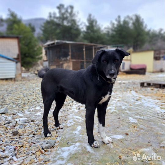 Собака в добрые руки