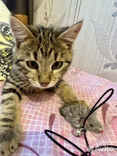 Подкинули котят на предприятие