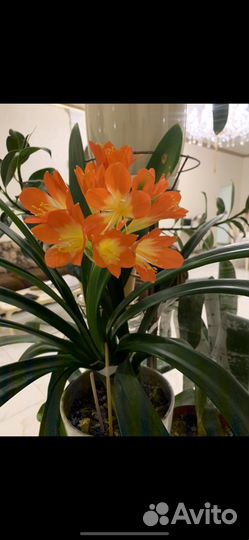 Крокосмия оранжевый