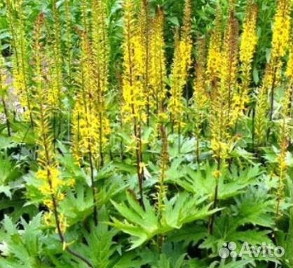 Цветы для сада