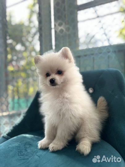 Щенки шпица