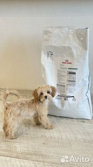 Starter mini корм для щенков