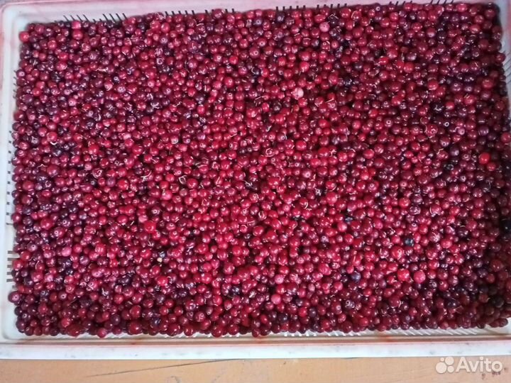 Ягоды клюква