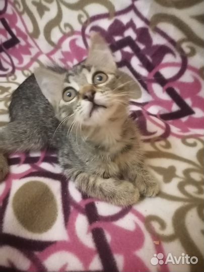 Котенок бесплатно в добрые ручки