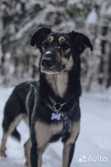 Собака в добрые руки