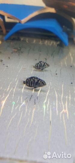 Цихлазома чернополосая