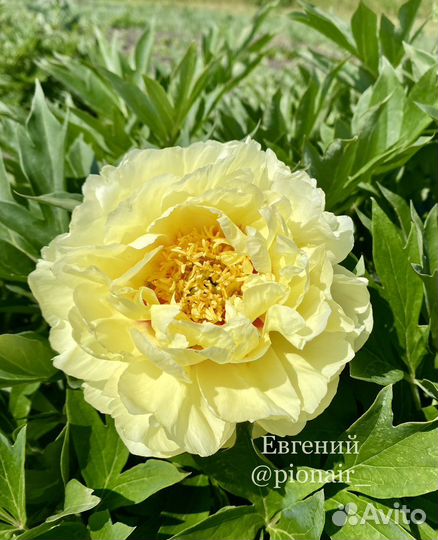 Пион Бартзелла (корни/делёнки)