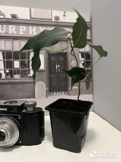 Комнатные цветы