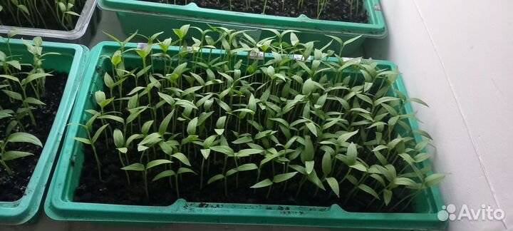 Рассада перца сладкого