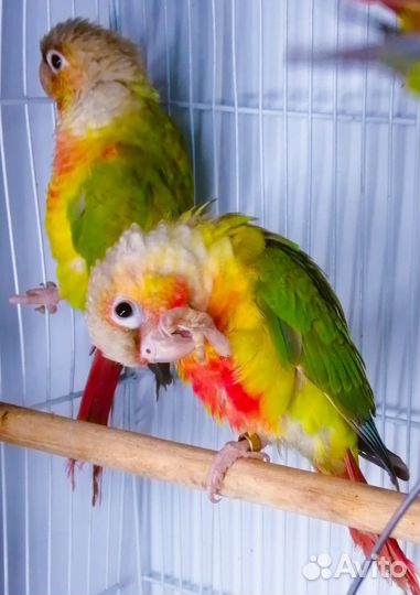 Попугай монах квакер ожерел(птенцы)