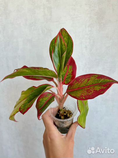 Аглаонема Крит