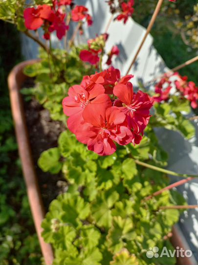 Пеларгония герань
