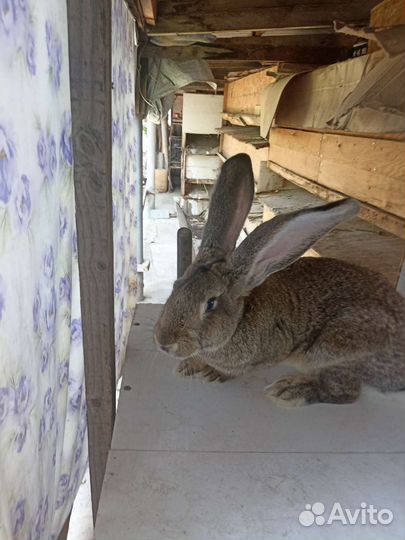 Кролик. Фландеры