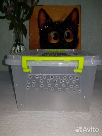 Стартовый набор для улиток эублеофара