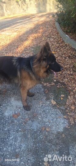 Собака немецкая овчарка