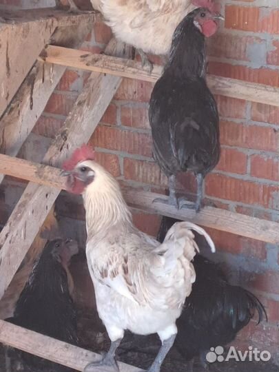 Петух лакеданзи и ухейилюй